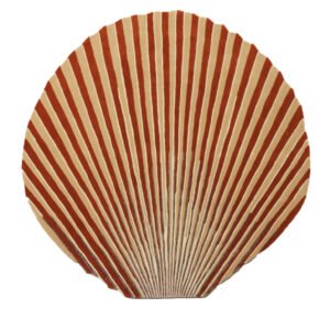 Scallop