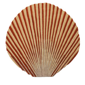 Scallop